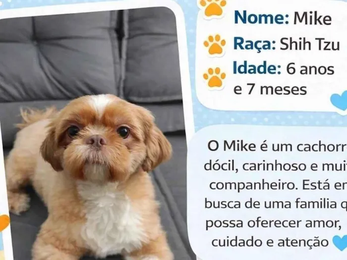 Cachorro raça Shitzu idade 6 ou mais anos nome Mike 