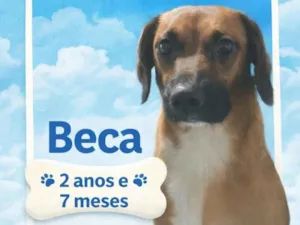 Cachorro raça SRD-ViraLata idade 2 anos nome Beca