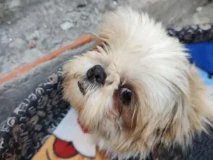 Cachorro raça Shitzu idade 2 anos nome Nina