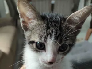 Gato raça SRD-ViraLata idade Abaixo de 2 meses nome Chico, Amora e Jão 