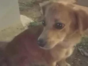 Cachorro raça SRD-ViraLata idade 7 a 11 meses nome Nina
