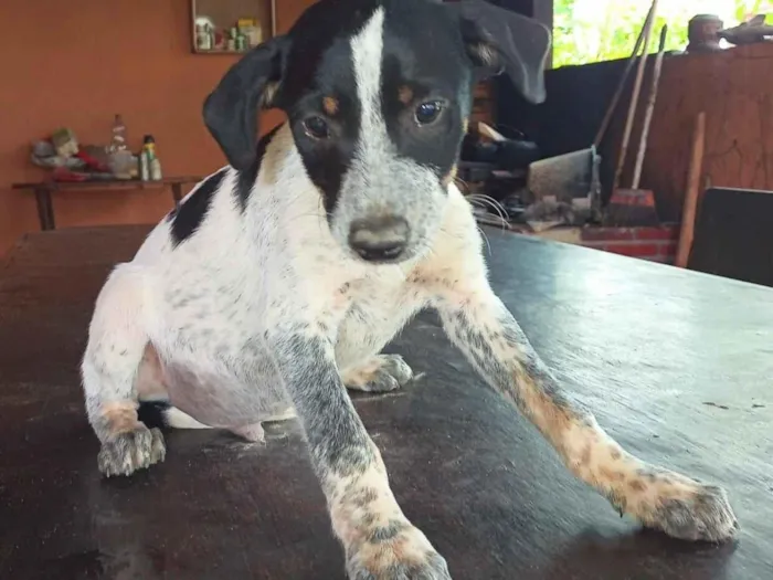 Cachorro raça SRD-ViraLata idade 2 a 6 meses nome pipoca