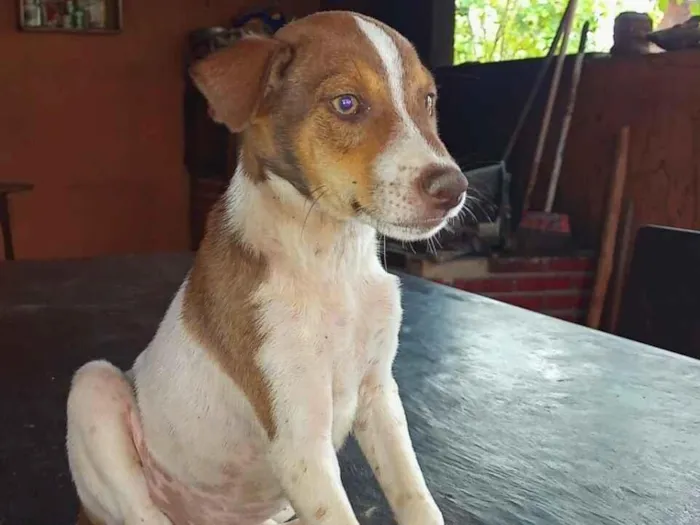 Cachorro raça SRD-ViraLata idade 2 a 6 meses nome caramelo