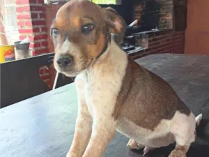 Cachorro raça SRD-ViraLata idade 2 a 6 meses nome paçoca