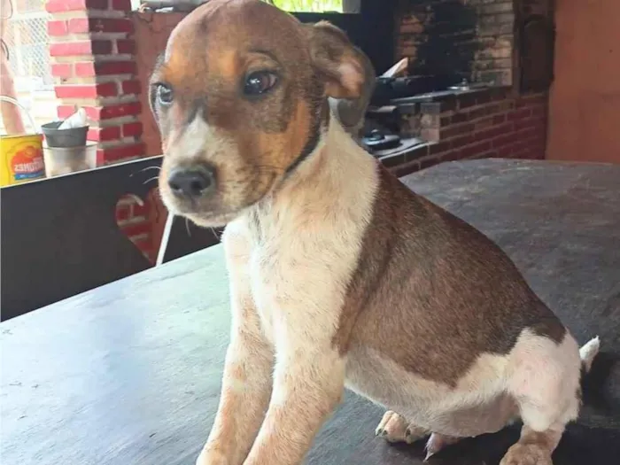 Cachorro raça SRD-ViraLata idade 2 a 6 meses nome paçoca