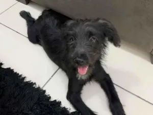 Cachorro raça Poodle idade 2 a 6 meses nome Belinha 