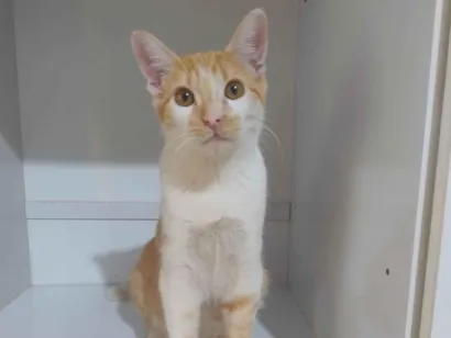 Gato raça SRD-ViraLata idade 1 ano nome Sebastião 