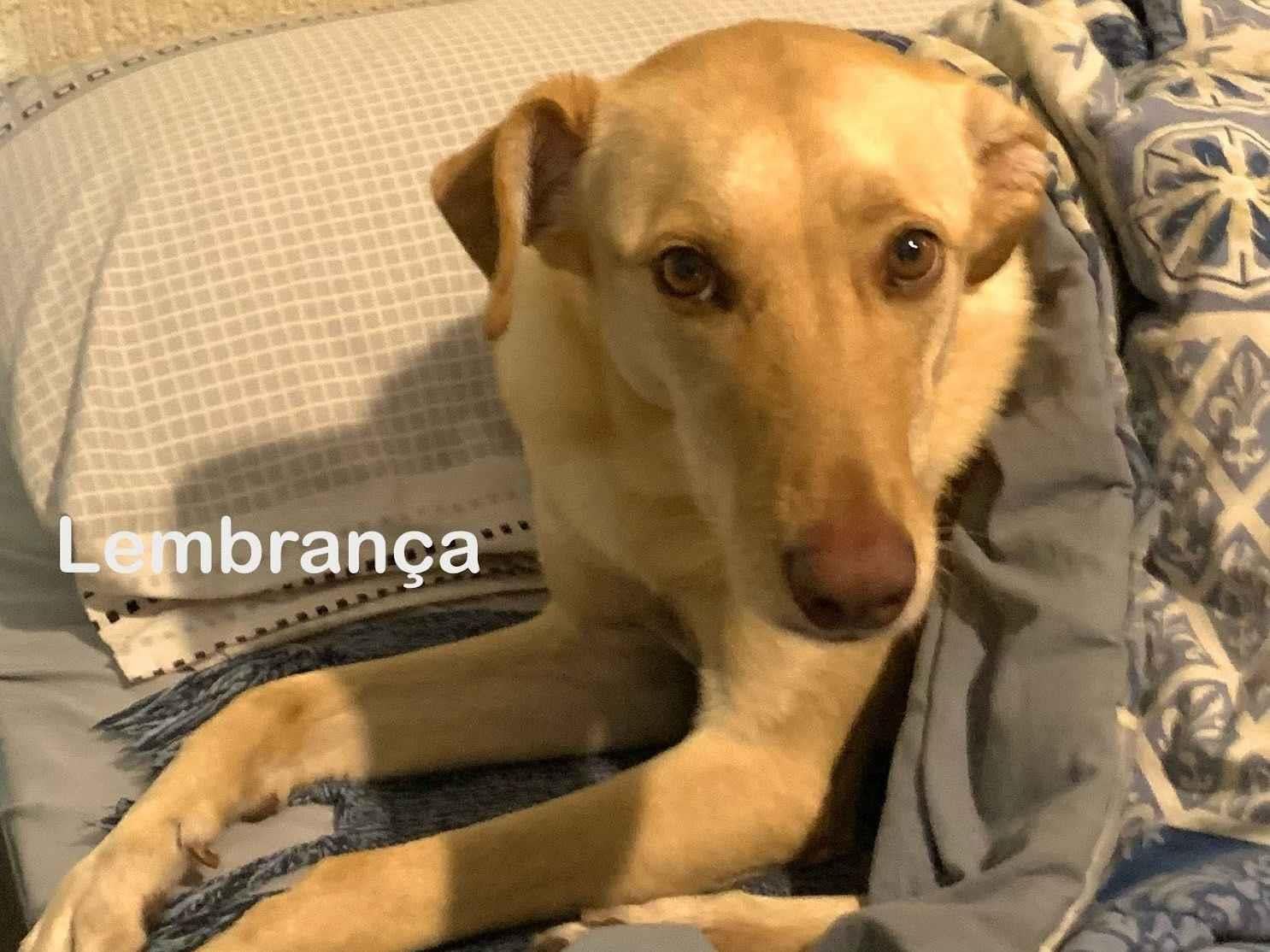 Gato raça SRD-ViraLata idade 4 anos nome nanda 