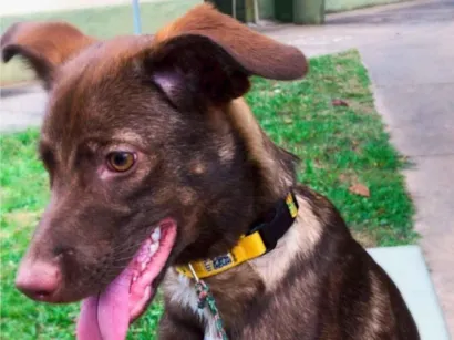 Cachorro raça SRD-ViraLata idade 7 a 11 meses nome Maya