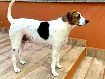 Cachorro raça SRD-ViraLata idade 3 anos nome Beluga