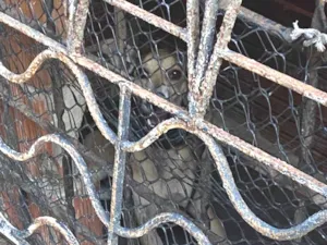 Cachorro raça SRD-ViraLata idade 6 ou mais anos nome Apolo