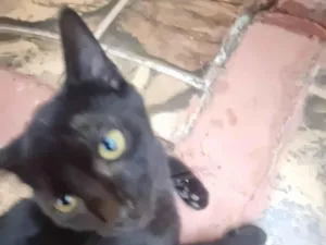 Gato raça SRD-ViraLata idade 2 a 6 meses nome Pretinho