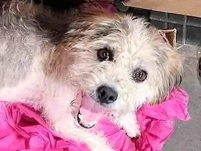 Cachorro raça SRD-ViraLata idade 1 ano nome ANINHA