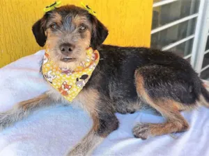 Cachorro raça SRD-ViraLata idade 1 ano nome BRIGITE