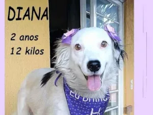 Cachorro raça SRD-ViraLata idade 2 anos nome DIANA