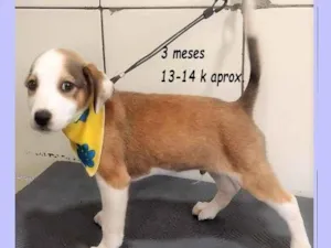 Cachorro raça SRD-ViraLata idade 2 a 6 meses nome LEÔNCIO