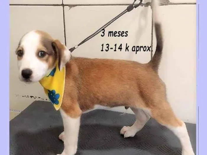 Cachorro raça SRD-ViraLata idade 2 a 6 meses nome LEÔNCIO