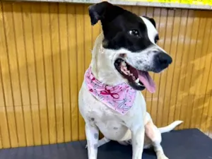 Cachorro raça SRD-ViraLata idade 1 ano nome Lola