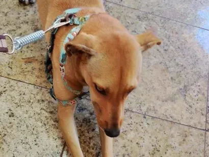 Cachorro raça SRD-ViraLata idade 2 anos nome Fabiano 