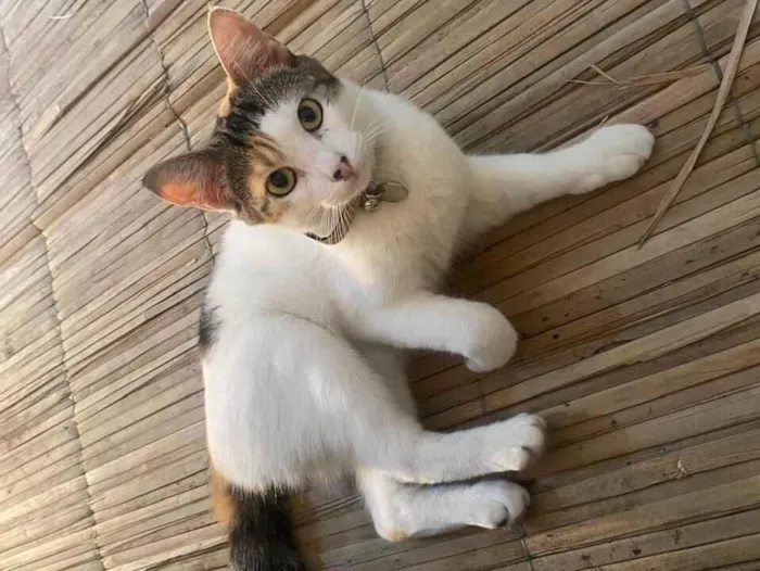 Gato raça SRD-ViraLata idade 2 anos nome Caju