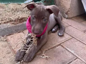 Cachorro raça SRD-ViraLata idade Abaixo de 2 meses nome Naty