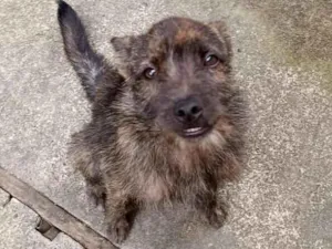 Cachorro raça Shitzu idade 2 a 6 meses nome Konan