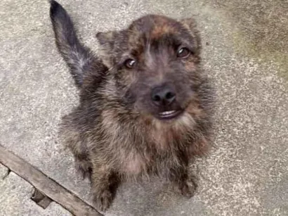 Cachorro raça Shitzu idade 2 a 6 meses nome Konan