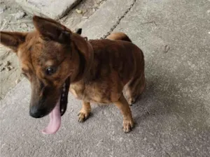 Cachorro raça SRD-ViraLata idade 1 ano nome Luna 