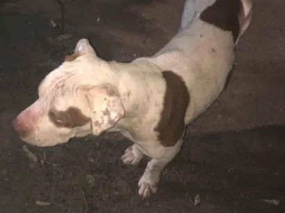 Cachorro raça Pit-Bull idade 5 anos nome Betovem 