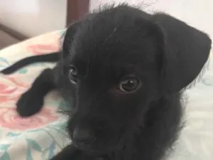 Cachorro raça SRD-ViraLata idade 2 a 6 meses nome Nina 