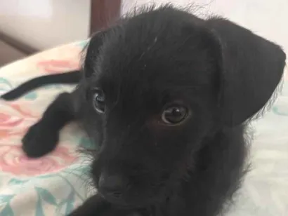 Cachorro raça SRD-ViraLata idade 2 a 6 meses nome Nina 