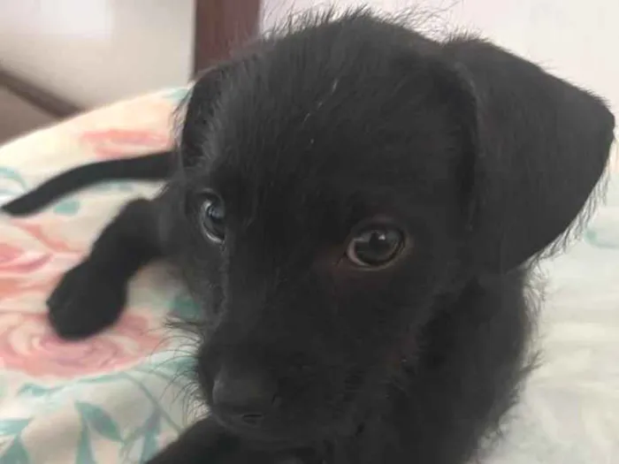 Cachorro raça SRD-ViraLata idade 2 a 6 meses nome Nina 