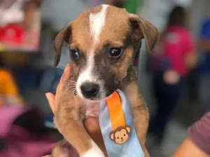 Cachorro raça SRD-ViraLata idade 2 a 6 meses nome Eros