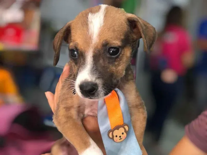 Cachorro raça SRD-ViraLata idade 2 a 6 meses nome Eros