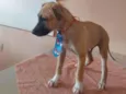 Cachorro raça SRD-ViraLata idade 2 a 6 meses nome Dudu