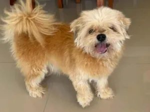 Cachorro raça Shitzu idade 6 ou mais anos nome Não possui