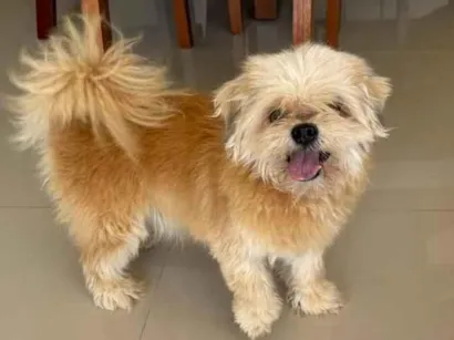 Cachorro raça Shitzu idade 6 ou mais anos nome Não sabemos