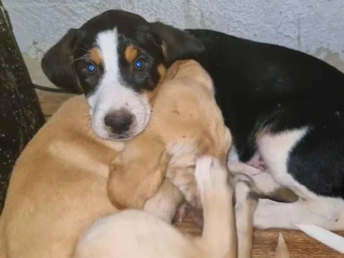 Cachorro raça SRD-ViraLata idade 7 a 11 meses nome Pimpão, florzinha e nego doce