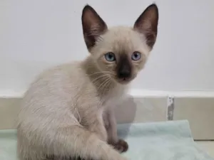 Gato raça SRD-ViraLata idade 2 a 6 meses nome Pimpi