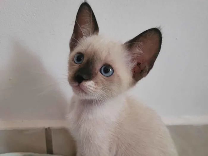 Gato raça SRD-ViraLata idade 2 a 6 meses nome Docinho