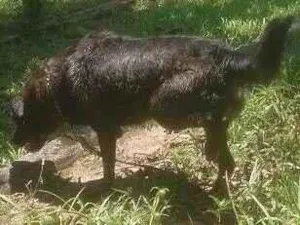 Cachorro raça SRD-ViraLata idade 3 anos nome Magu 