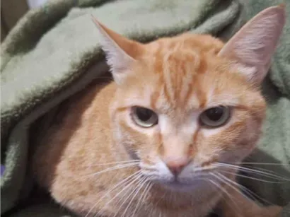 Gato raça SRD-ViraLata idade 3 anos nome boris