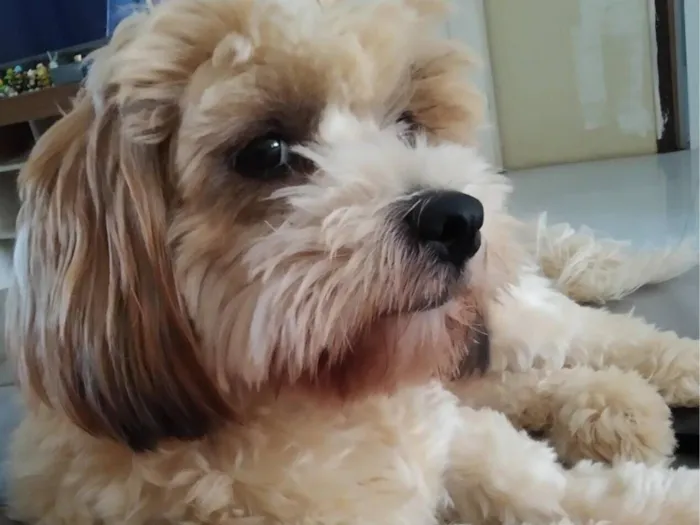 Cachorro raça Shitzu idade 4 anos nome Madruga 