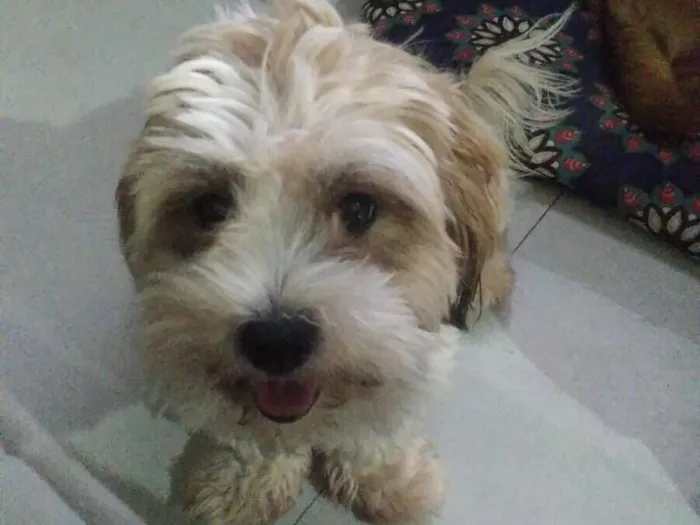 Cachorro raça Shitzu idade 4 anos nome Madruga 