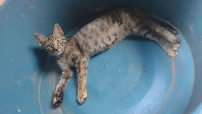 Gato raça SRD-ViraLata idade 2 a 6 meses nome Não tem 