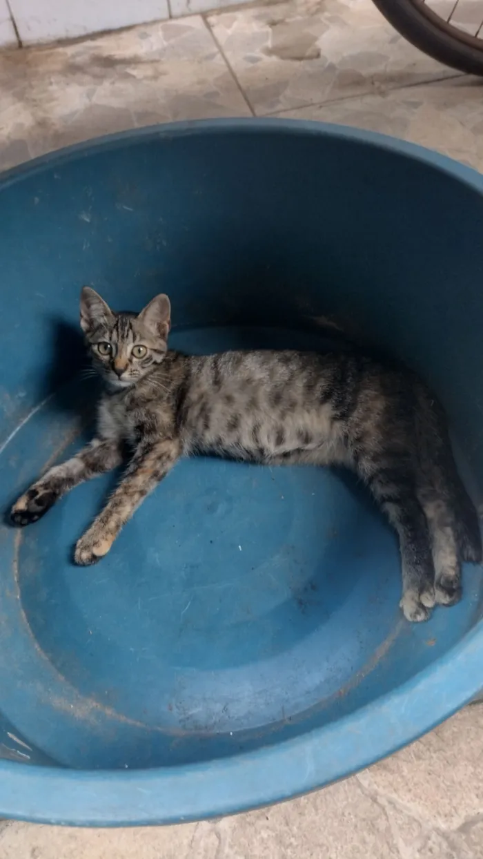 Gato raça SRD-ViraLata idade 2 a 6 meses nome Não tem 