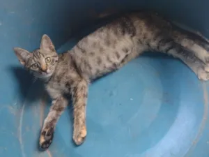Gato raça SRD-ViraLata idade 2 a 6 meses nome Não há nome definido 