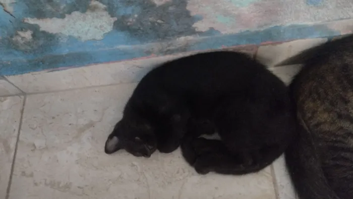 Gato raça SRD-ViraLata idade 2 a 6 meses nome Ainda n há definição