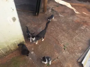 Gato raça SRD-ViraLata idade Abaixo de 2 meses nome sem nomes definidos