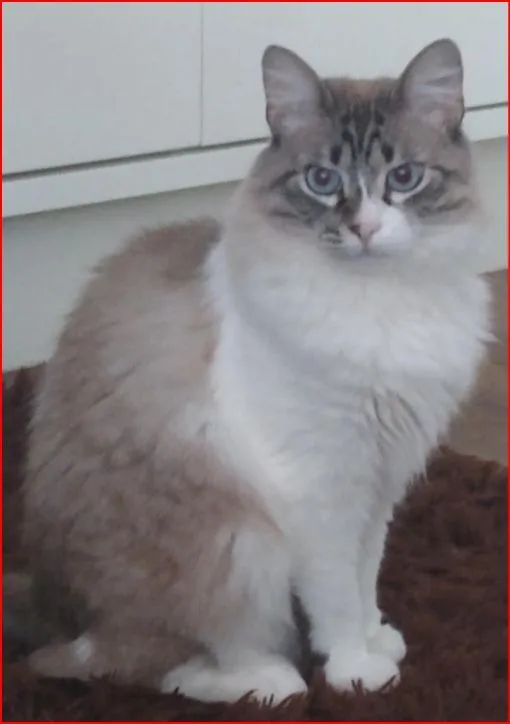 Gato raça SRD-ViraLata idade 5 anos nome Isis